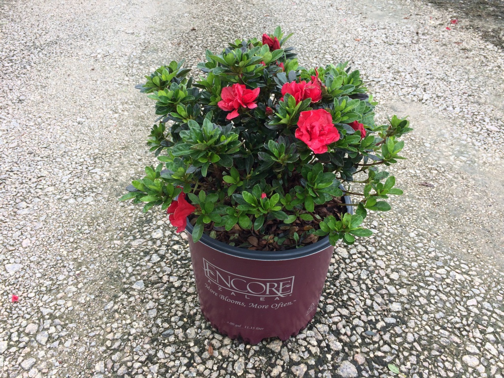 Encore, Ornamental, Shrub, Rhododendron