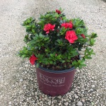 Encore, Ornamental, Shrub, Rhododendron