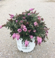 Buddleia Pugster Pink