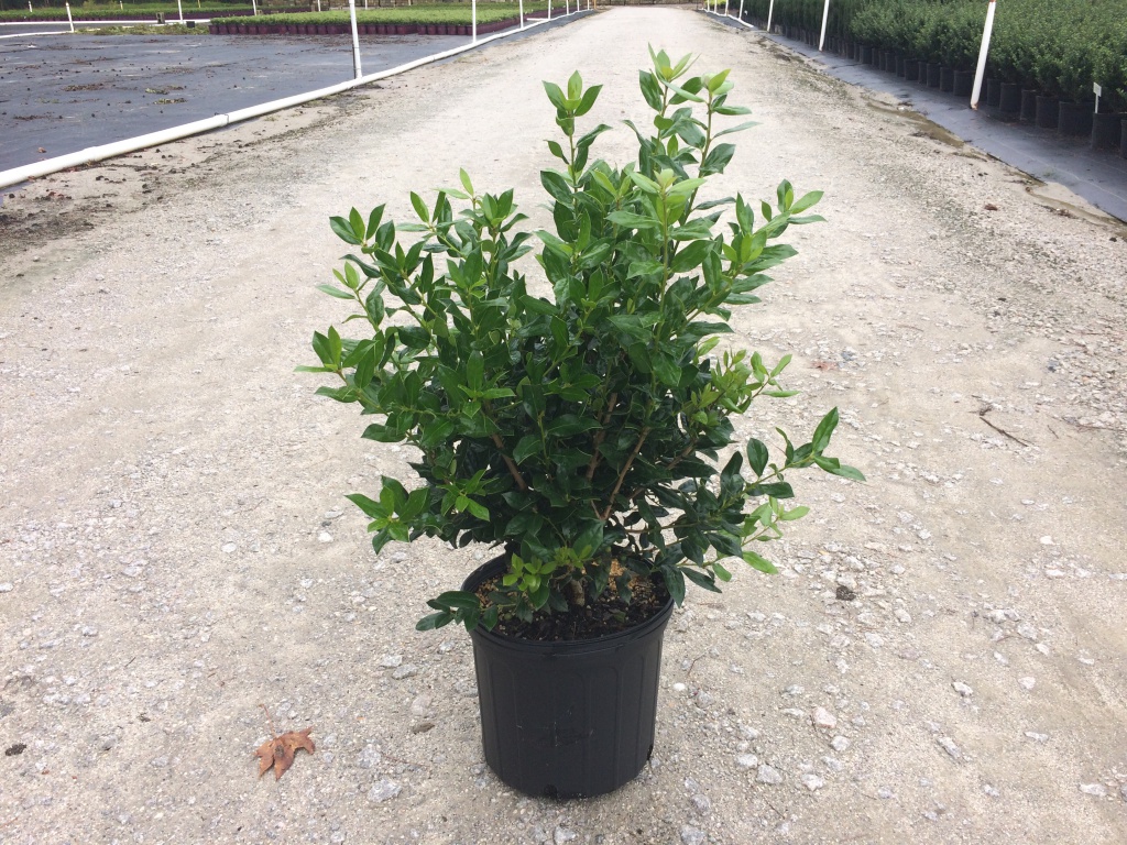 Ornamental, Shrub, cornuta, Chinese Holly