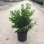 Ornamental, Shrub, cornuta, Chinese Holly