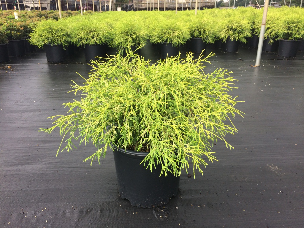 Ornamental, Shrub, False Cypress, Falsecypress