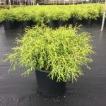 Ornamental, Shrub, False Cypress, Falsecypress