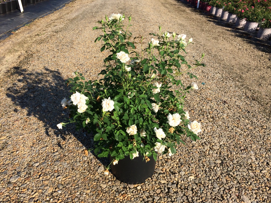 Ornamental, Shrub, Rose