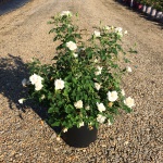 Ornamental, Shrub, Rose
