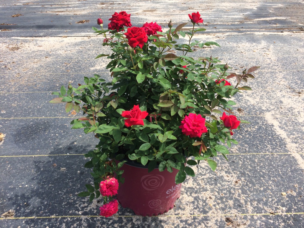 Ornamental, Shrub, Easy Elegance, Rose