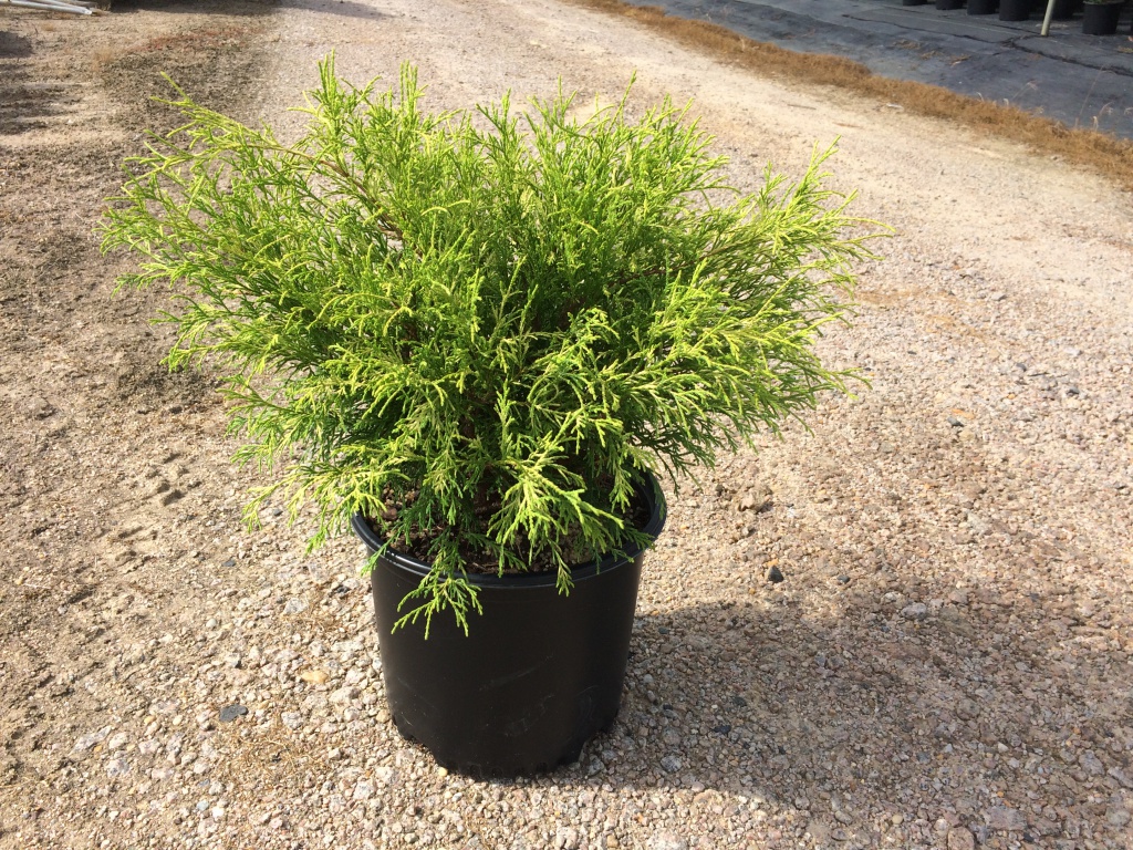 Ornamental, Shrub, False Cypress, Falsecypress