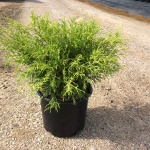 Ornamental, Shrub, False Cypress, Falsecypress