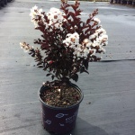 Crapemyrtle, Crape Myrtle, Shrub, Tree, First Editions