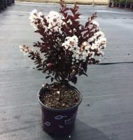 Lunar Magic Crapemyrtle