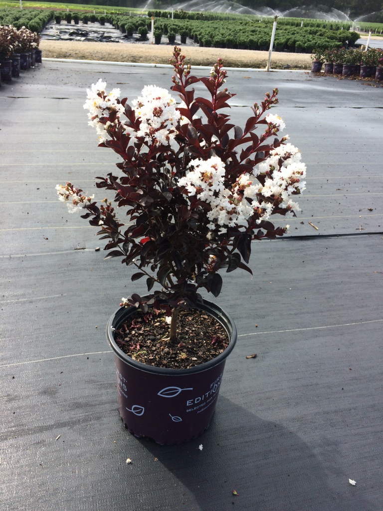 Crapemyrtle, Crape Myrtle, Shrub, Tree, First Editions