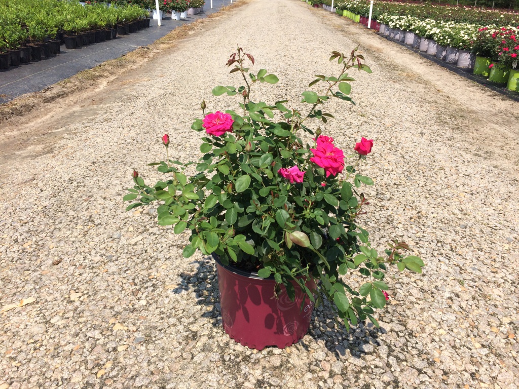 Ornamental, Shrub, Easy Elegance, Rose