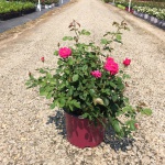 Ornamental, Shrub, Easy Elegance, Rose
