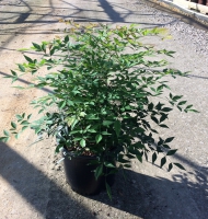 Nandina Compacta