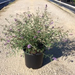 Ornamental, Shrub, Butterfly Bush