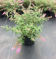 Pink Delight Buddleia