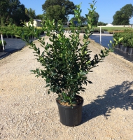 Ligustrum &#039;Recurvifolium&#039;