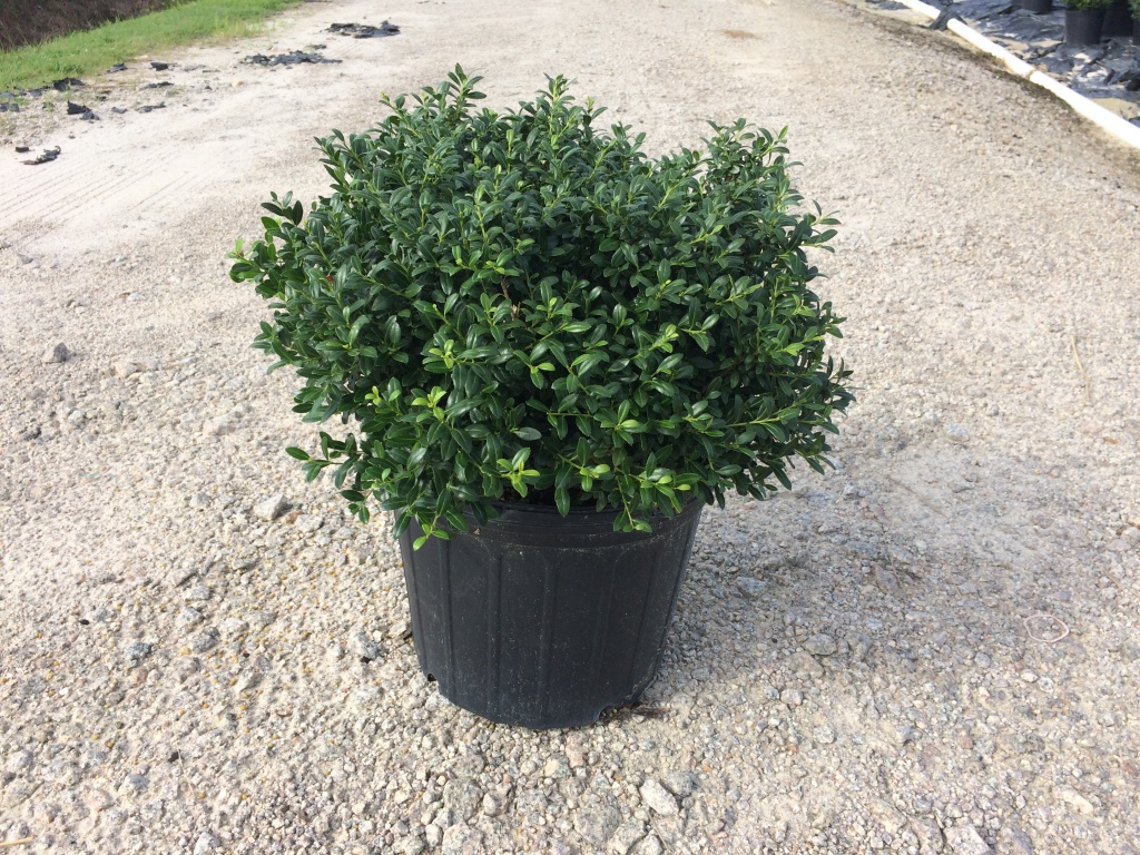 Ornamental, Shrub, crenata, Japanese Holly