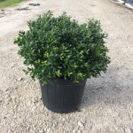 Ornamental, Shrub, crenata, Japanese Holly