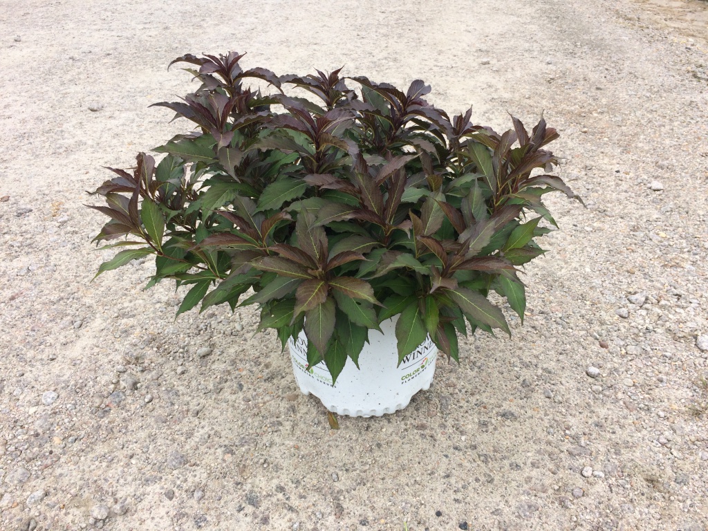 Ornamental, Shrub, Proven Winners, PW