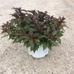 Ornamental, Shrub, Proven Winners, PW