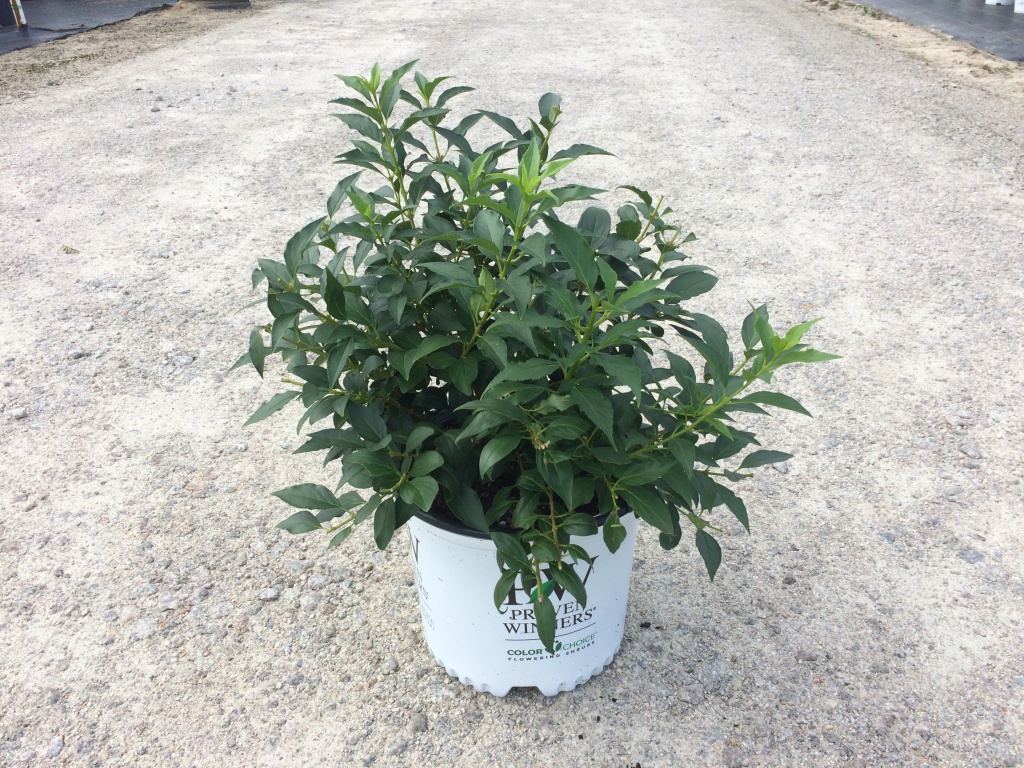 Ornamental, Shrub, Proven Winners, PW, Yellowbells