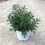 Ornamental, Shrub, Proven Winners, PW, Yellowbells