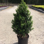 Ornamental, Shrub, crenata, Japanese Holly