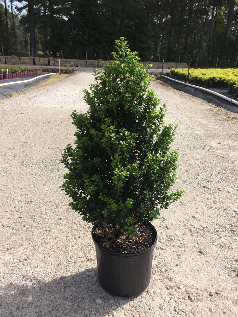 Ornamental, Shrub, crenata, Japanese Holly