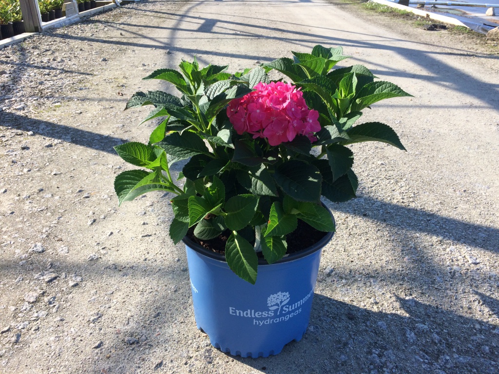 Ornamental, Shrub, Endless Summer, Mophead, Bigleaf