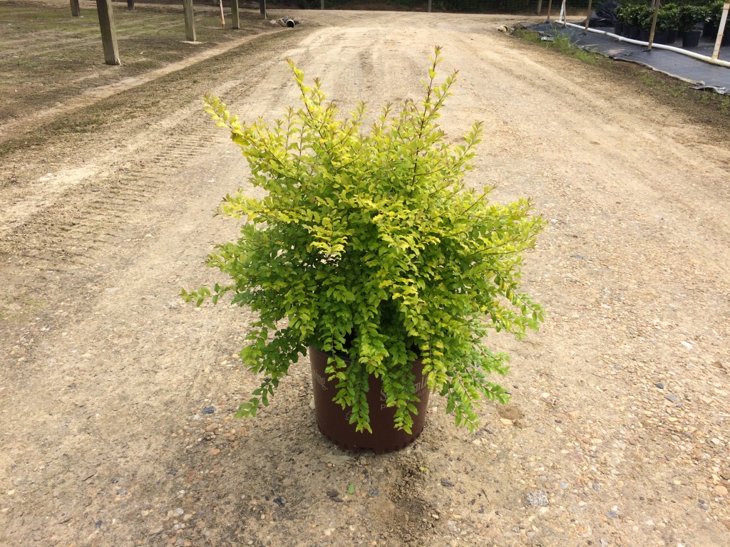 Ornamental, Shrub, Privet, Southern Living