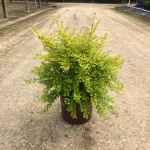 Ornamental, Shrub, Privet, Southern Living