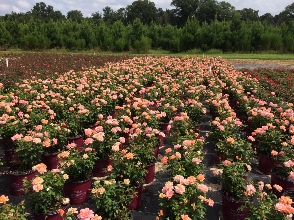 Ornamental, Shrub, Easy Elegance, Rose