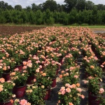 Ornamental, Shrub, Easy Elegance, Rose