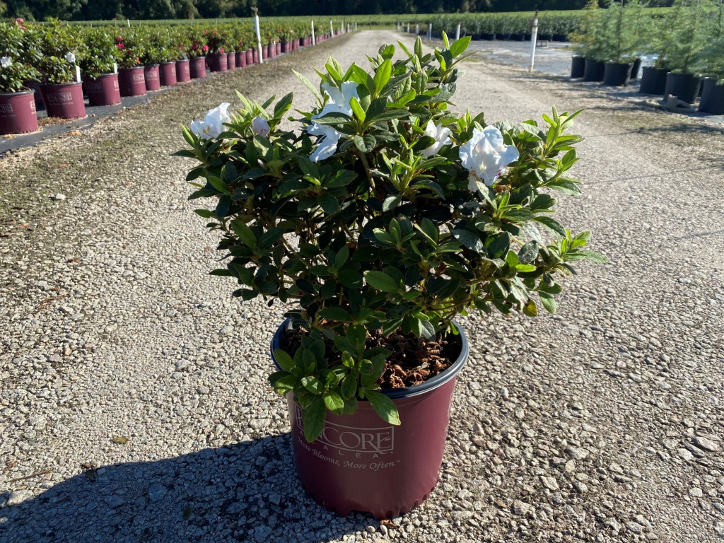 Encore, Ornamental, Shrub, Rhododendron