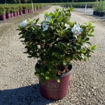 Encore, Ornamental, Shrub, Rhododendron