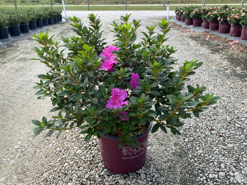 Encore, Ornamental, Shrub, Rhododendron