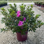 Encore, Ornamental, Shrub, Rhododendron