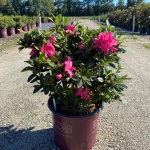 Encore, Ornamental, Shrub, Rhododendron