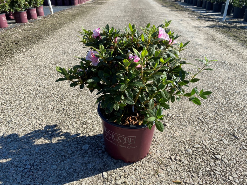 Encore, Ornamental, Shrub, Rhododendron