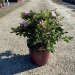 Encore, Ornamental, Shrub, Rhododendron