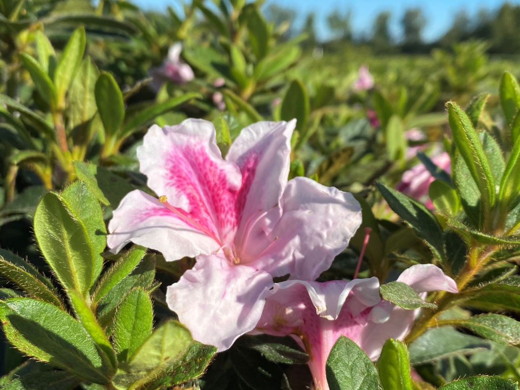 Encore, Ornamental, Shrub, Rhododendron