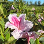 Encore, Ornamental, Shrub, Rhododendron