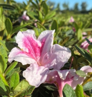 Autumn Twist Encore® Azalea