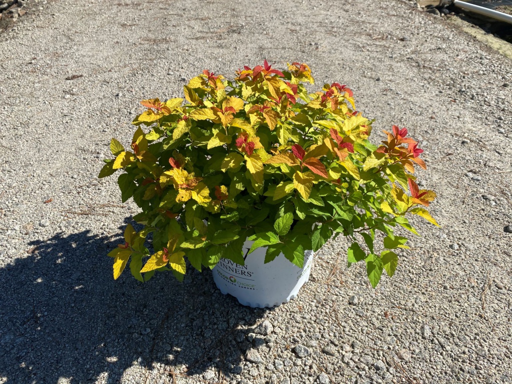 Ornamental, Shrub, Proven Winners, PW, Spiraea