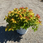 Ornamental, Shrub, Proven Winners, PW, Spiraea