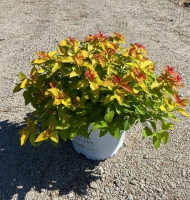 Double Play® Candy Corn® Spirea