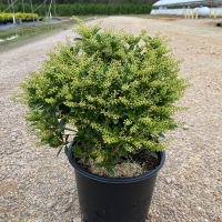 Cavatine Pieris