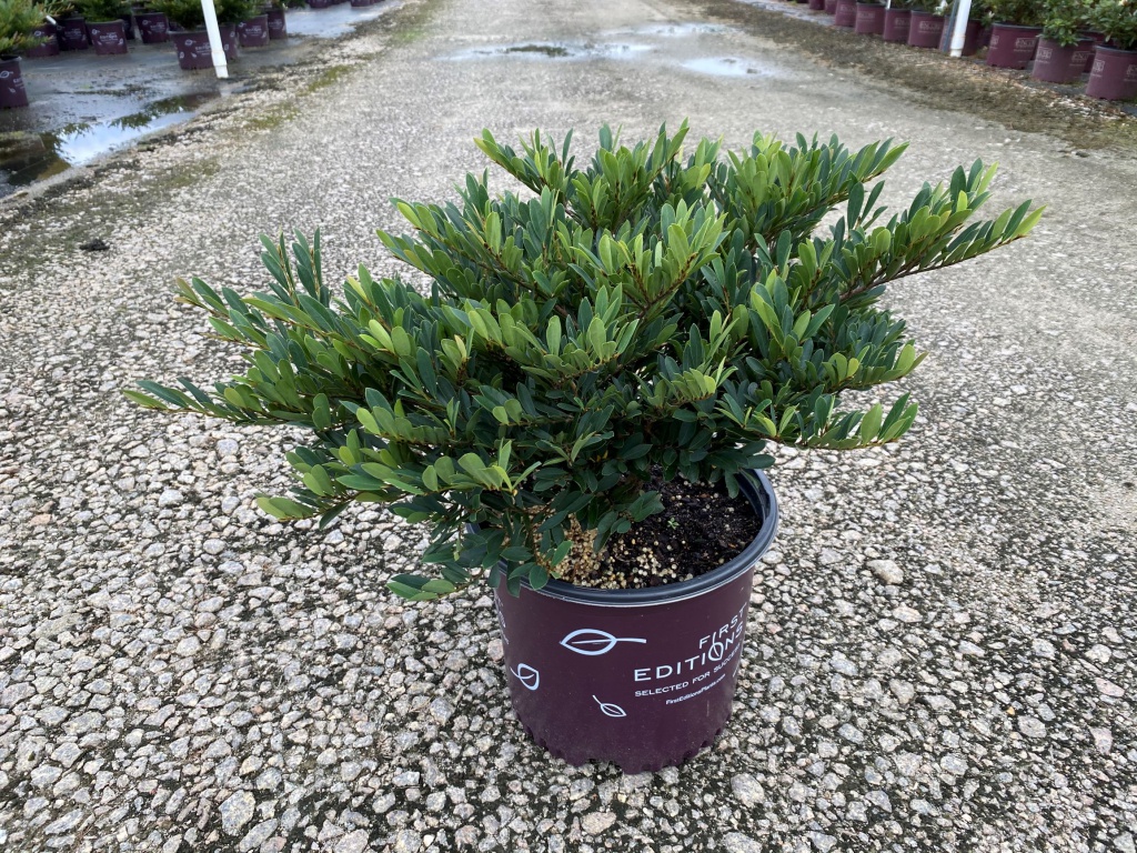 Ornamental, Shrub, First Editions