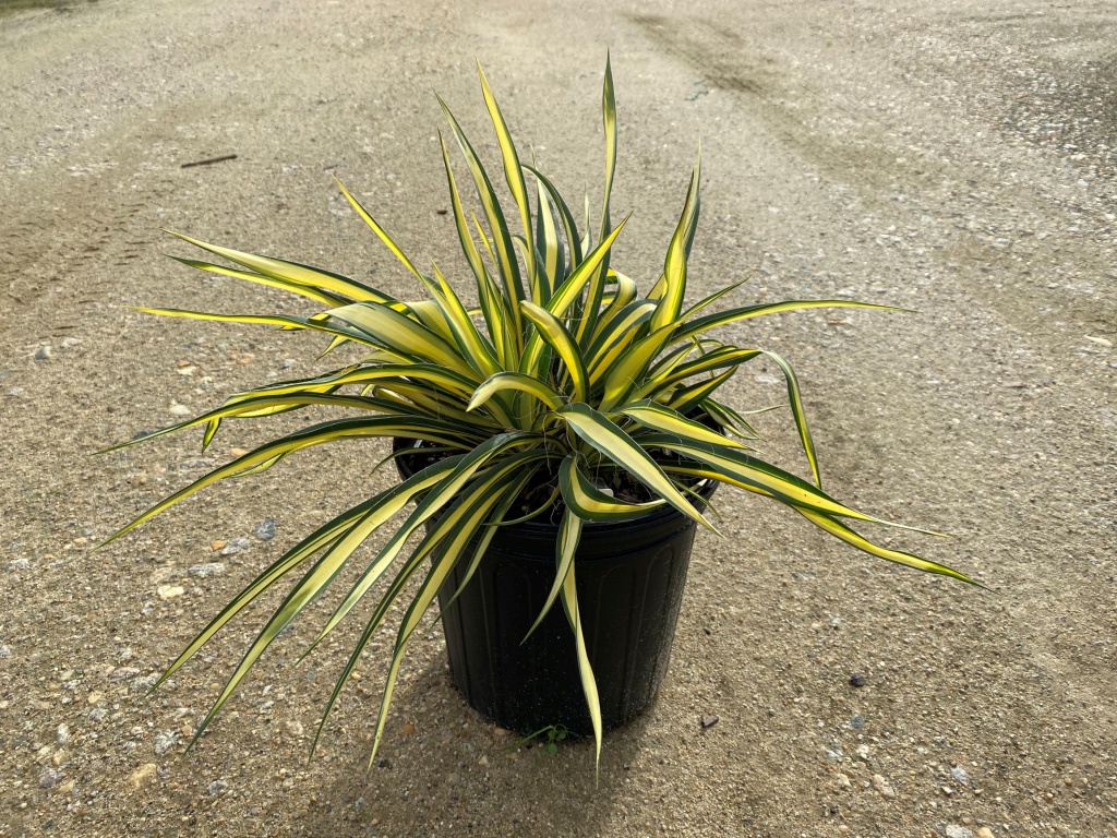 Ornamental, Shrub, Adam’s Needle